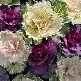 Ornamental Cabbage